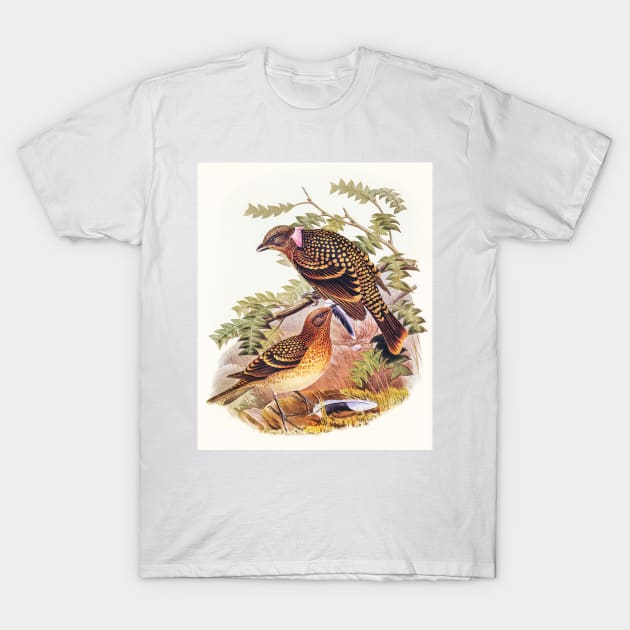 Guttated Bower-bird T-Shirt by WAITE-SMITH VINTAGE ART